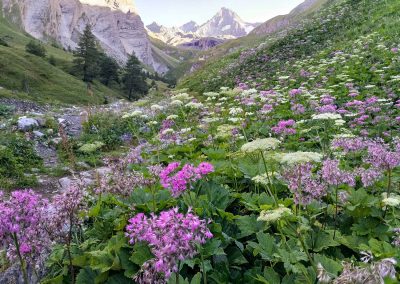 Bergblumenwiese mit Groß Glockner