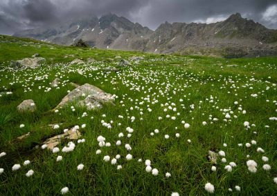 Ein Meer aus Wollgras