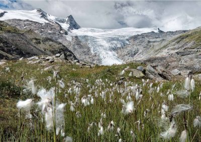 Wollgras und Gletscher