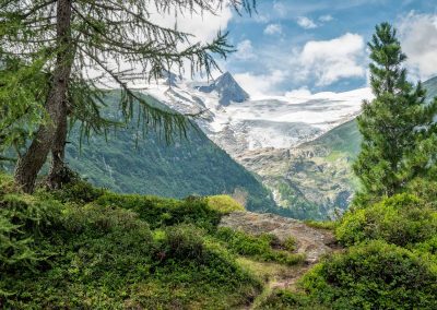 Gipfelblick mit Zirben in den Hohen Tauern