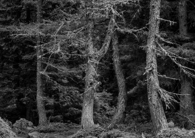 Bergwald in Schwarz-Weiß