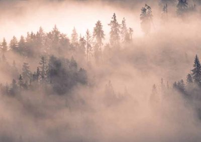 Bergwald im Nebel