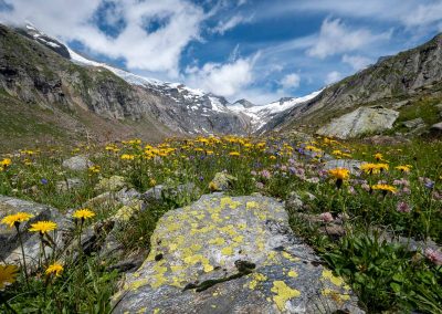 Blumenwiese Hohe Tauern