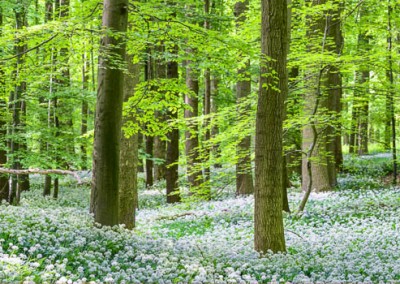 Frühlingswald