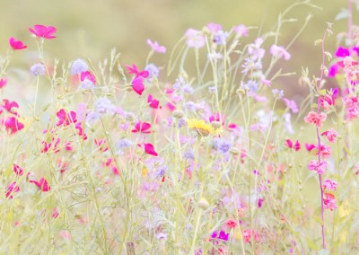 Sommerwiese II