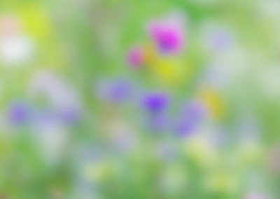 Sommerwiese