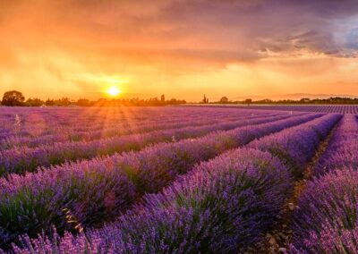 Lavendelfeld im Sonnenuntergang